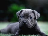 Cane Corso En Kalitelisi Bizde Var