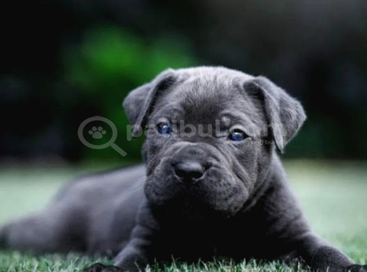 Cane Corso En Kalitelisi Bizde Var görsel