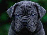 Cane Corso En Kalitelisi Bizde Var