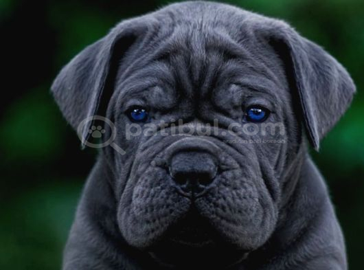 Cane Corso En Kalitelisi Bizde Var görsel