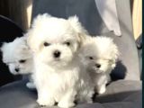 Matese Terrier Irkının En Özel Yavruları