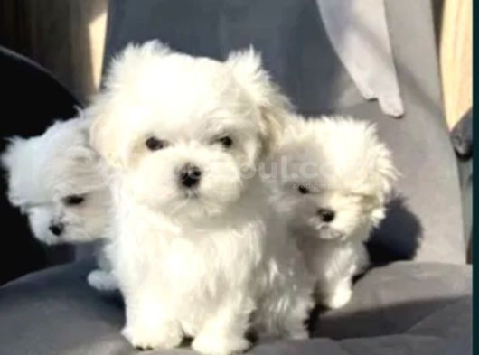 Matese terrier ırkının en özel yavruları