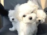 Matese Terrier Irkının En Özel Yavruları