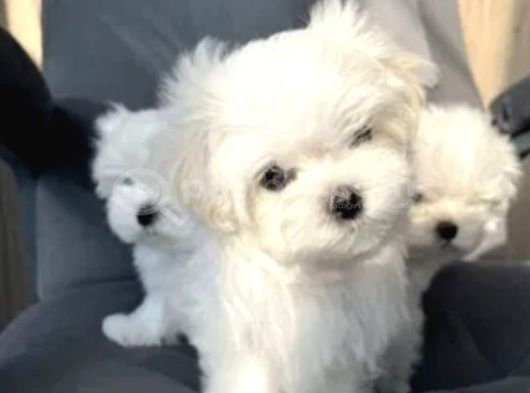 Matese Terrier Irkının En Özel Yavruları görsel