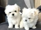 Matese Terrier Irkının En Özel Yavruları