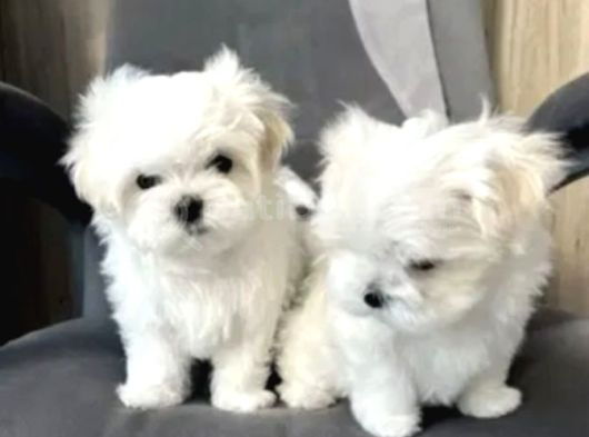 Matese Terrier Irkının En Özel Yavruları görsel