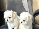 Matese Terrier Irkının En Özel Yavruları