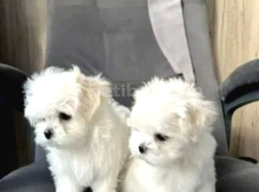 Matese Terrier Irkının En Özel Yavruları görsel