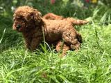 Toy Poodle Irkının En Güzeli Mükemmel Yavrular
