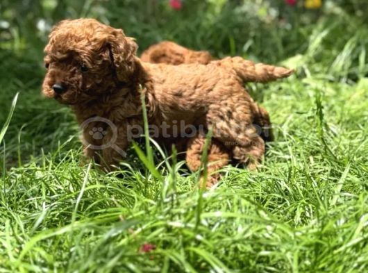 Toy Poodle Irkının En Güzeli Mükemmel Yavrular görsel