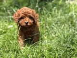 Toy Poodle Irkının En Güzeli Mükemmel Yavrular