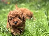 Toy Poodle Irkının En Güzeli Mükemmel Yavrular