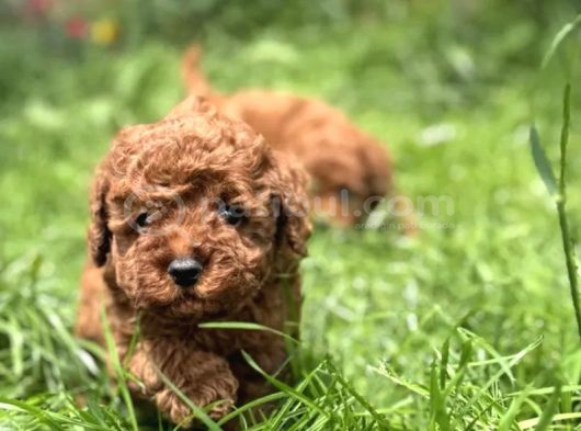 Toy Poodle Irkının En Güzeli Mükemmel Yavrular görsel