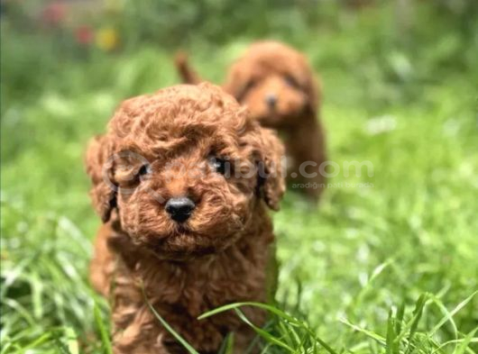 Toy poodle ırkının en güzeli mükemmel yavrular