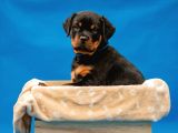 Secereli Soy Koca Kafa Rottweiler Yavrular