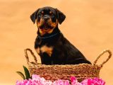 Secereli Soy Koca Kafa Rottweiler Yavrular