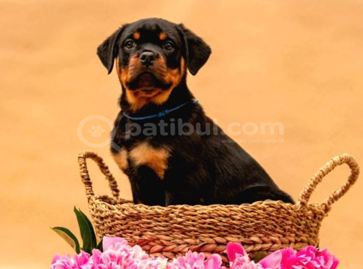 Secereli Soy Koca Kafa Rottweiler Yavrular görsel