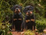 Secereli Soy Koca Kafa Rottweiler Yavrular