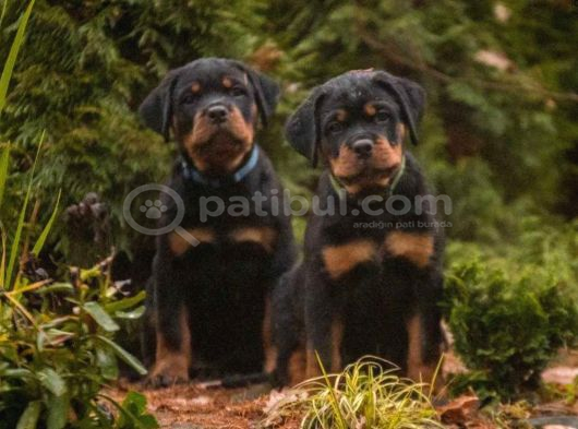 Secereli Soy Koca Kafa Rottweiler Yavrular görsel