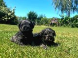 Minyatür Schnauzer yavrular