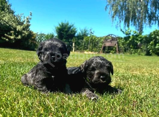 Minyatür Schnauzer Yavrular