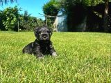 Minyatür Schnauzer Yavrular