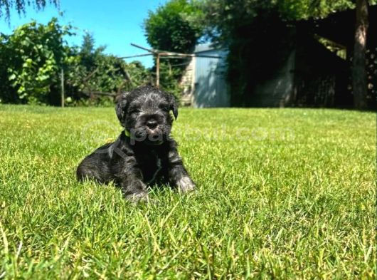 Minyatür Schnauzer Yavrular görsel