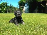Minyatür Schnauzer Yavrular