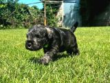 Minyatür Schnauzer Yavrular