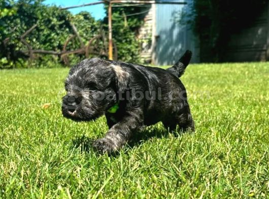 Minyatür Schnauzer Yavrular görsel