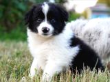 Border Collie Mükemmel Yavrularımız