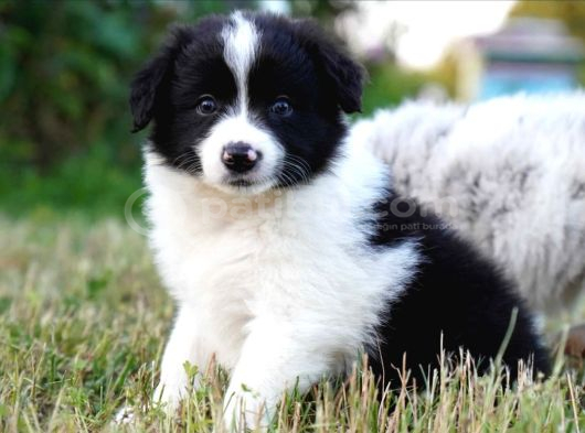 Border Collie Mükemmel Yavrularımız görsel