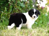 Border collie mükemmel yavrularımız