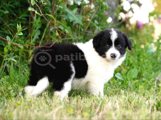 Border Collie Mükemmel Yavrularımız