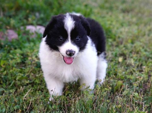 Border Collie Mükemmel Yavrularımız görsel