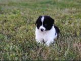 Border Collie Mükemmel Yavrularımız