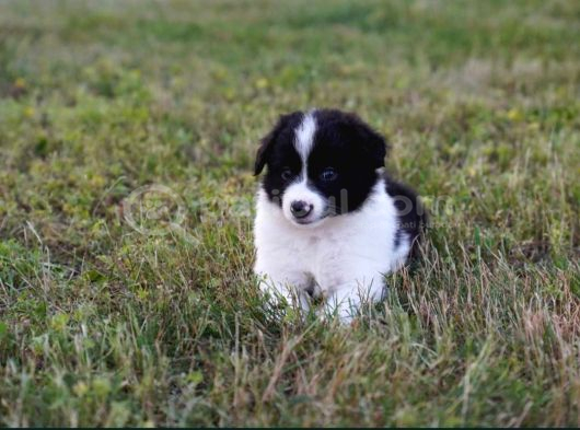 Border Collie Mükemmel Yavrularımız görsel