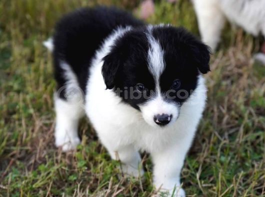 Border Collie Mükemmel Yavrularımız görsel
