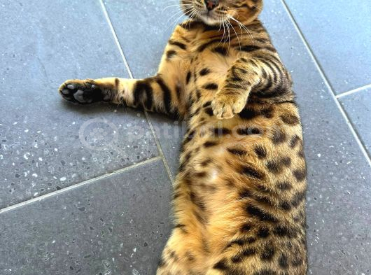 6 Aylık Bengal Erkek Yavru görsel