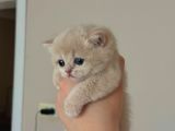 Golden British Shorthair Yavrular