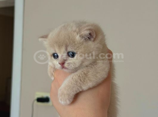 Golden British Shorthair Yavrular