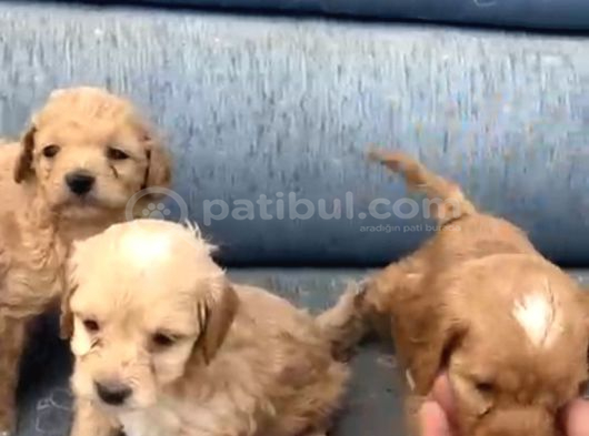 Tuvalet Eğitimli Minyatür Minnaklarım görsel
