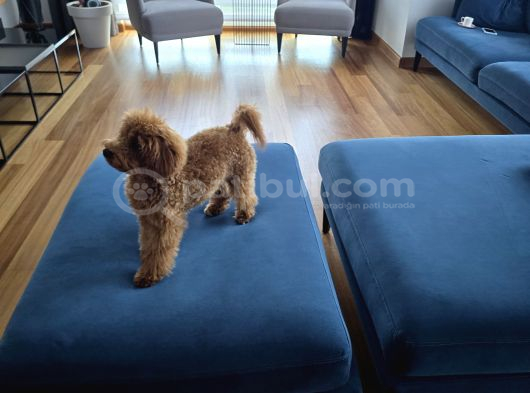7 Aylık Dişi Gerçek Toy Poodle İstanbul görsel