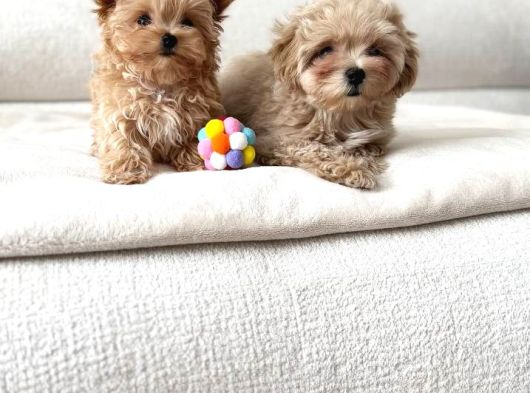 Malti̇poo Ci̇nsi̇ Yavrular Ev Üreti̇mi̇ görsel