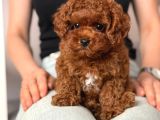 Toy Poodle Sevi̇mli̇ Yavrular Ev Üreti̇mi̇