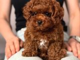 Toy Poodle Sevi̇mli̇ Yavrular Ev Üreti̇mi̇