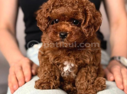 Toy Poodle Sevi̇mli̇ Yavrular Ev Üreti̇mi̇ görsel