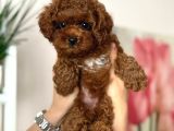 TOY POODLE SEVİMLİ YAVRULAR EV ÜRETİMİ