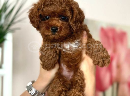 Toy Poodle Sevi̇mli̇ Yavrular Ev Üreti̇mi̇