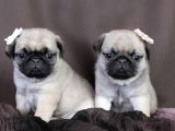 PUG MOPS YAVRULAR EV ÜRETİMİ